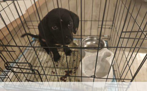 比熊饮食指南：吃什么更健康？