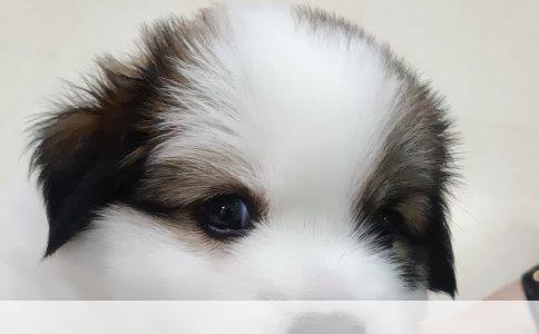 金毛产后大腿掉毛化脓要紧吗  
母犬生产后身体进入剧烈调整期，大腿出现成块掉毛且伴化脓，通常不是单纯脱毛，而是局部皮肤已发生感染。需要明确回答：这和生產确实有关系，但直接原因往往是继发性细菌或寄生虫感染。