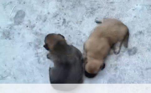 喜乐蒂和苏牧，看着像，其实差很多