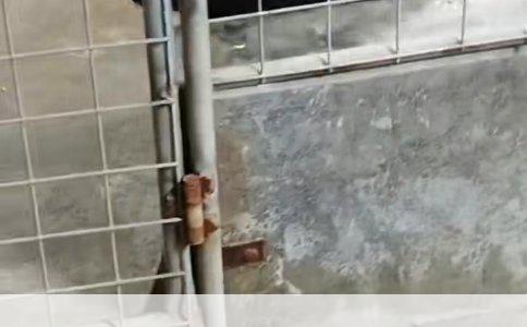 博美犬的喜好：狗窝的选择与喜好