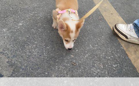 泰迪与贵宾犬：智商大比拼