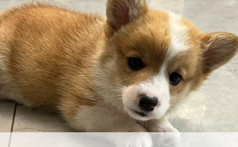 小藏獒能吃零食？得看喂法