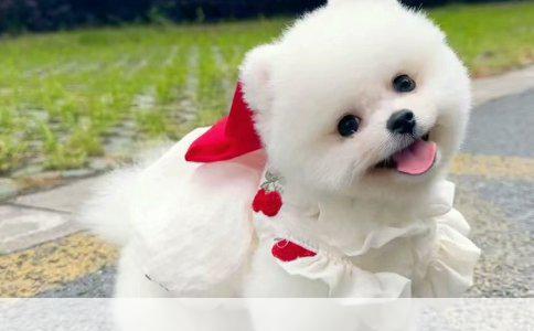 博美犬的饲养指南