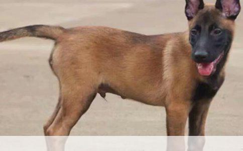 怎样准确区别喜乐蒂牧羊犬与苏格兰牧羊犬