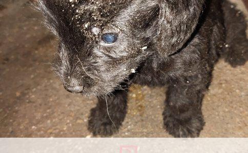 柴犬老喘气，浑身动还望天，咋回事