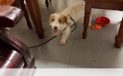德国牧羊犬与黑盖：品种特性与用途的深度剖析