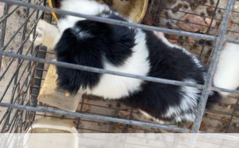 藏獒食物与野性激发之谜